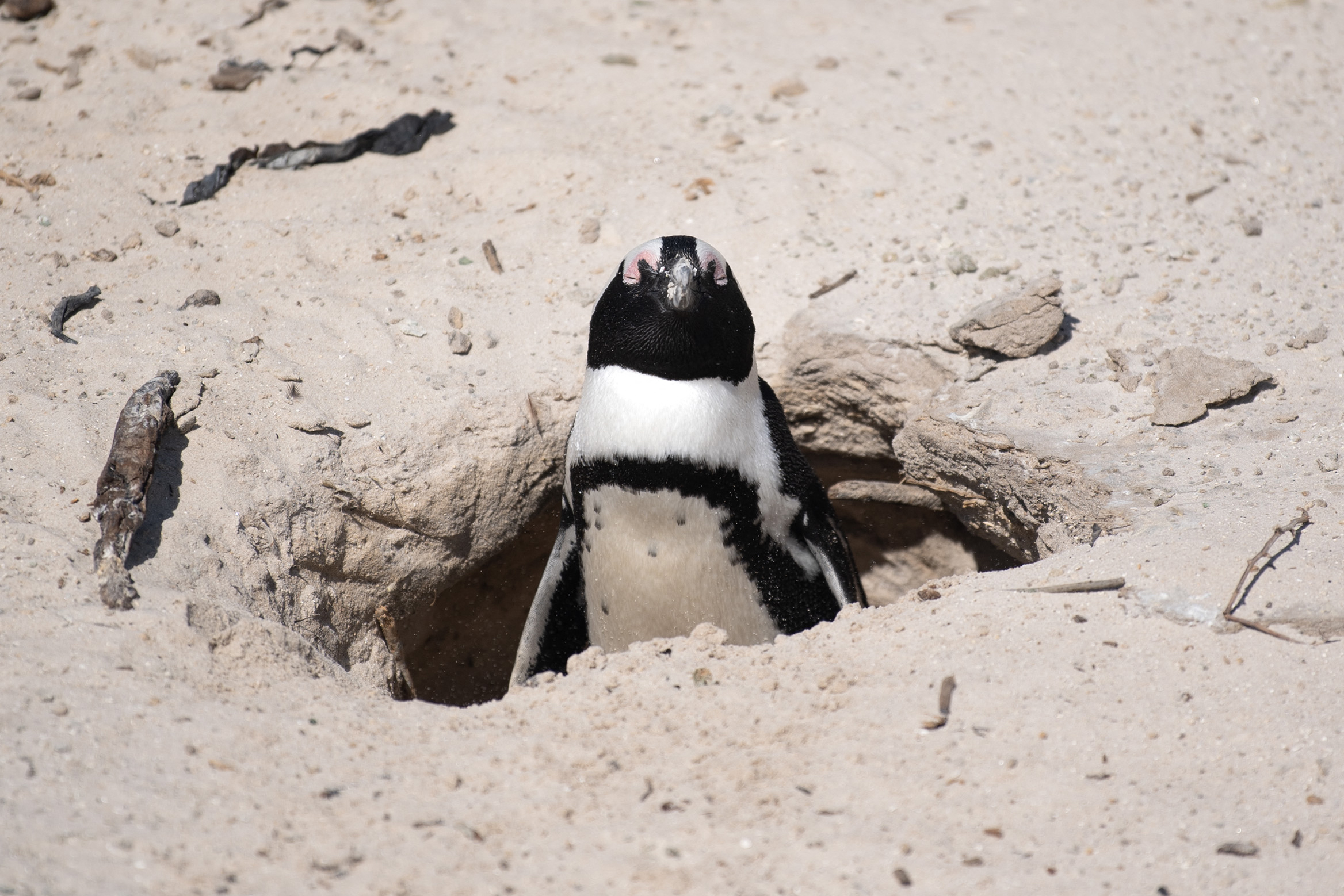 (FILES) An African Penguin emerges from a burrow at the Boulders penguin colony, which is a popular tourist destination, in Simon's Town, near in Cape Town, on November 1, 2024.