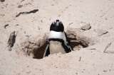 Más de 60.000 pingüinos murieron de hambre debido al colapso del número de sardinas en Sudáfrica