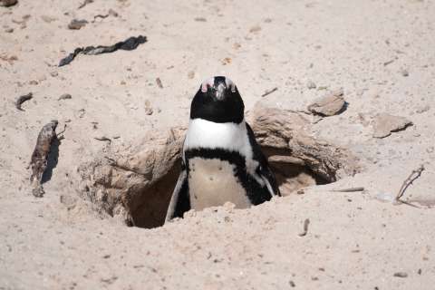 Más de 60.000 pingüinos murieron de hambre debido al colapso del número de sardinas en Sudáfrica