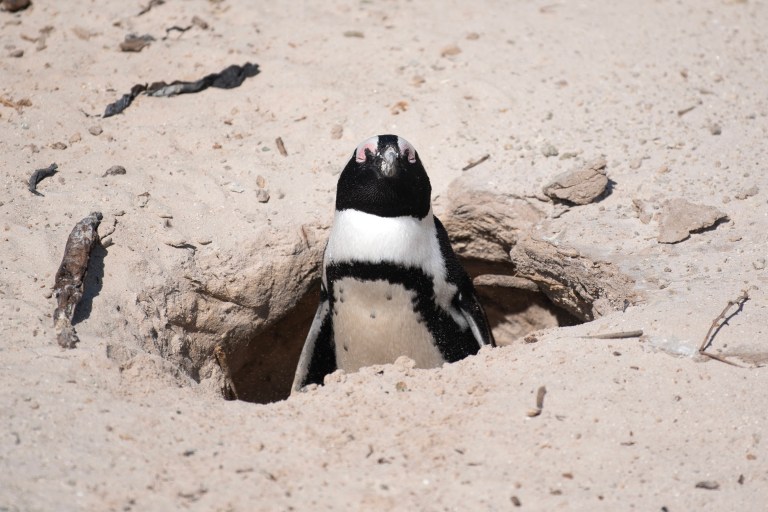 Más de 60.000 pingüinos murieron de hambre debido al colapso del número de sardinas en Sudáfrica