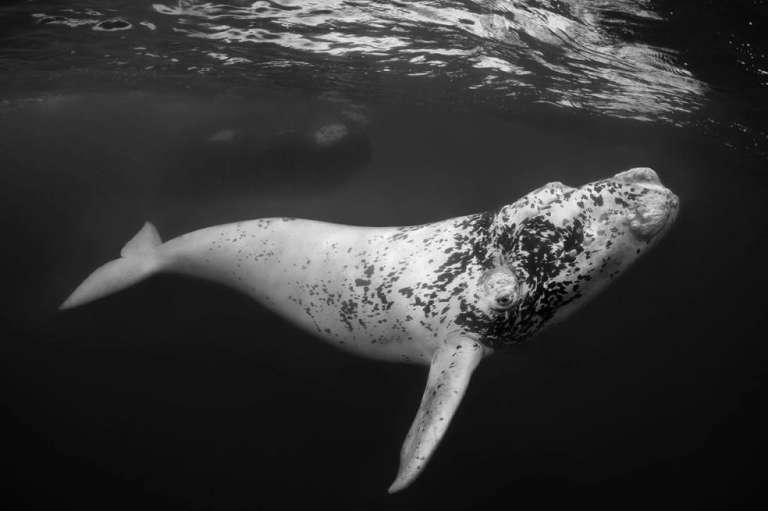 La imagen fue tomada en la última mañana de un viaje de cinco días a la Península Valdés, en Argentina, en agosto de 2022, con un permiso especial para entrar en el agua con las ballenas francas australes que se reúnen allí entre junio y diciembre de cada año.
