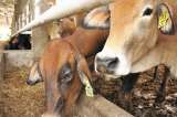 Perú amplía la prohibición de importar carne desde Colombia por fiebre aftosa