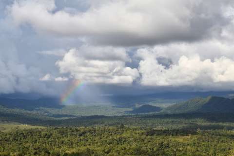 La historia de una nueva especie de árbol que solo está en Colombia