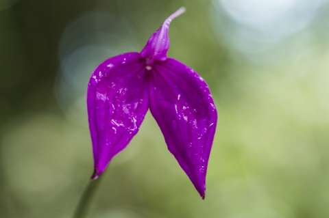 Exposición de 3.000 orquídeas llega a Bogotá