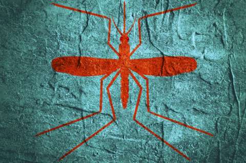 Google da un millón de dólares a Unicef para frenar el zika en Latinoamérica