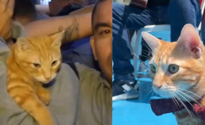 Gato fue hallado durante un operativo en cárcel de Perú, ¿cómo llegó allí?