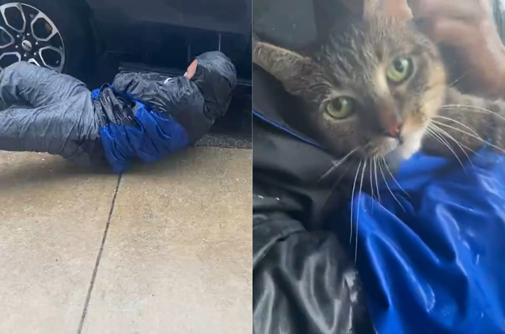 Rescatan a un gatito atrapado en un vehículo