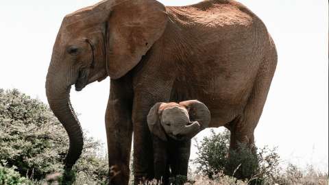 Elefantes están naciendo sin colmillos por la caza furtiva, según estudio