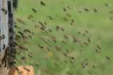 Mujer falleció luego de saltar a un abismo para huir de ataque de abejas