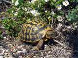 El acoso sexual de los machos podría estar empujando a esta tortuga a la extinción