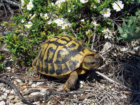 El acoso sexual de los machos podría estar empujando a esta tortuga a la extinción