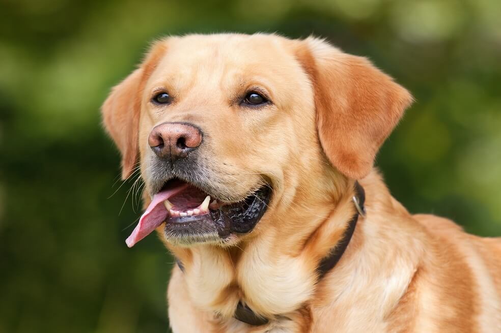 Son perros altamente cariñosos y leales.