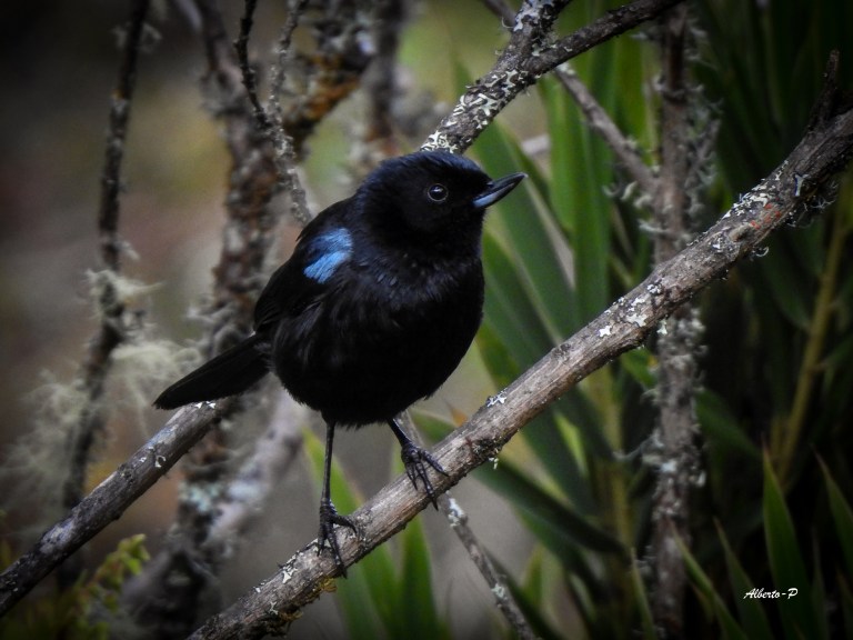 Su hábitat natural se encuentra en los bosques de los páramos andinos (en Perú entre los 2.000 y los 3.700 m de altitud); su curioso pico indica que es un ave que se alimenta de néctar.