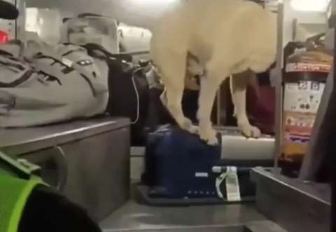 Héroe de cuatro patas: perro policía descubre 75 kilos de marihuana en un bus