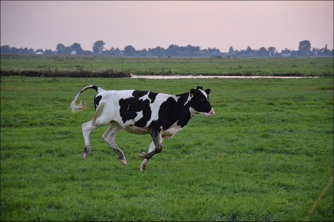 Indultan a Penka, la vaca que salió sin permiso de su país y que iba a ser sacrificada