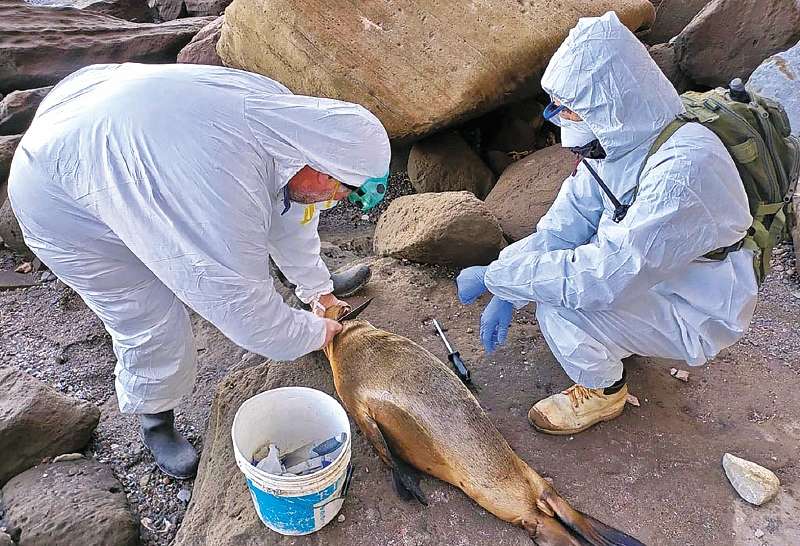 - Argentina OUT / RESTRICTED TO EDITORIAL USE - MANDATORY CREDIT "AFP PHOTO / TELAM / RIO NEGRO ENVIRONMENT SECRETARIAT " - NO MARKETING - NO ADVERTISING CAMPAIGNS - DISTRIBUTED AS A SERVICE TO CLIENTS