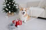 ¿Qué regalarle a tu mascota en Navidad?