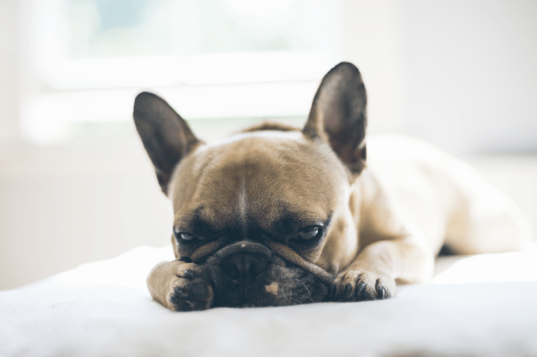 ¿Cómo saber si un perro tiene fiebre?
