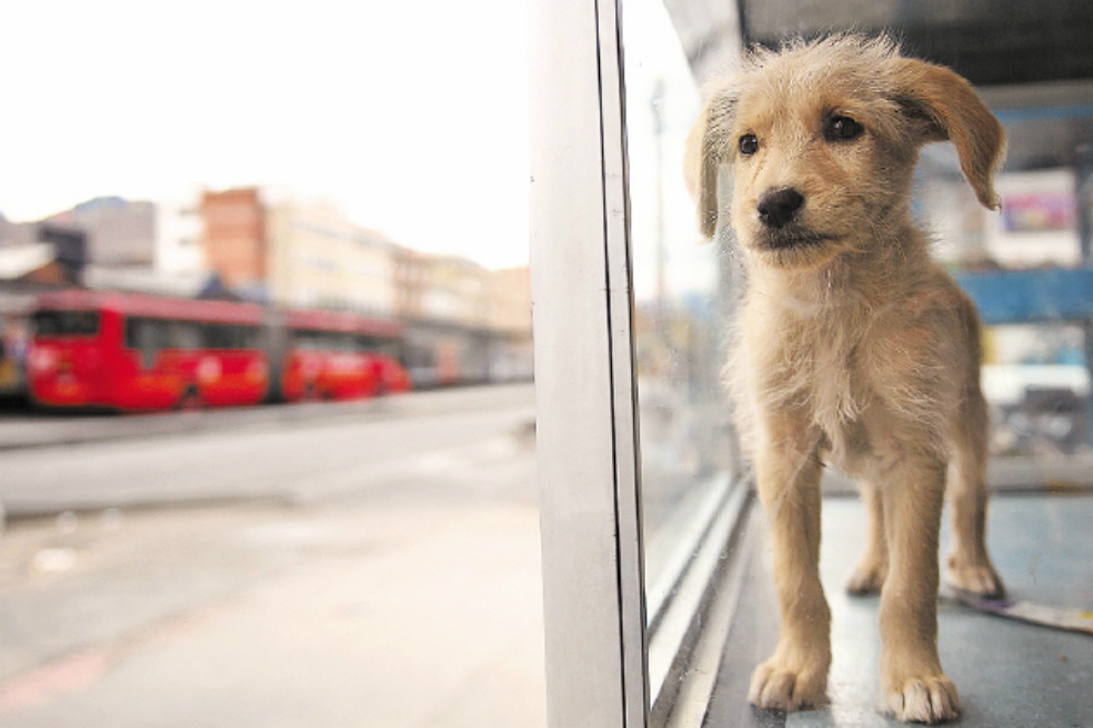 Defensores de los animales recomiendan que se opte por la adopción. / Cristian Garavito-El Espectador