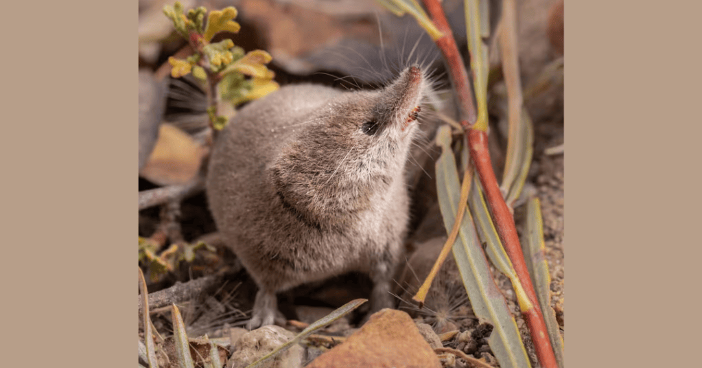 Contar con fotografías y videos de la musaraña proporciona a los científicos información valiosa sobre esta especie y refuerza los esfuerzos de conservación.