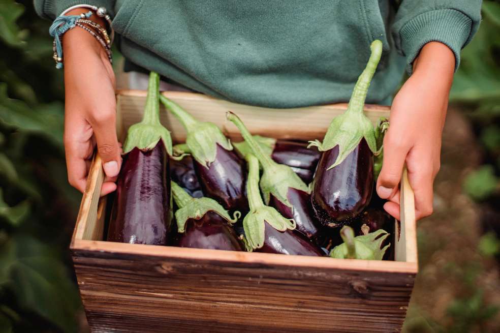¿Cómo preparar berenjenas? Estos 3 trucos te ayudarán a quitar el sabor amargo