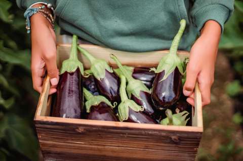 ¿Cómo preparar berenjenas? Estos 3 trucos te ayudarán a quitar el sabor amargo