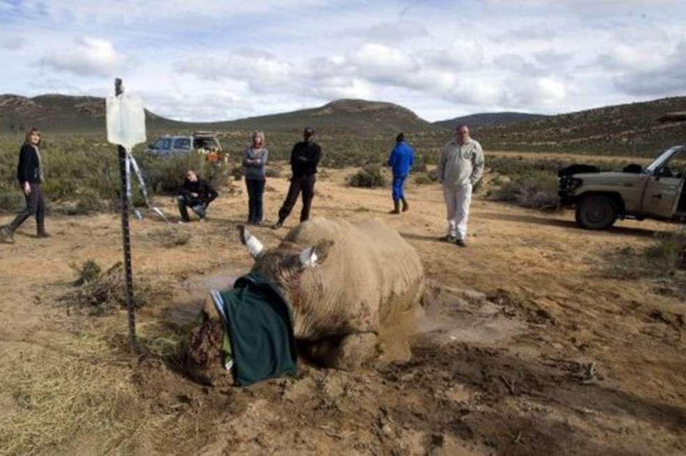 Según la más reciente evaluación de la Plataforma Intergubernamental de Ciencias y Política sobre Biodiversidad y Servicios de los Ecosistemas (IPBES), en la actualidad más de un millón de especies del mundo están amenazadas de extinción.