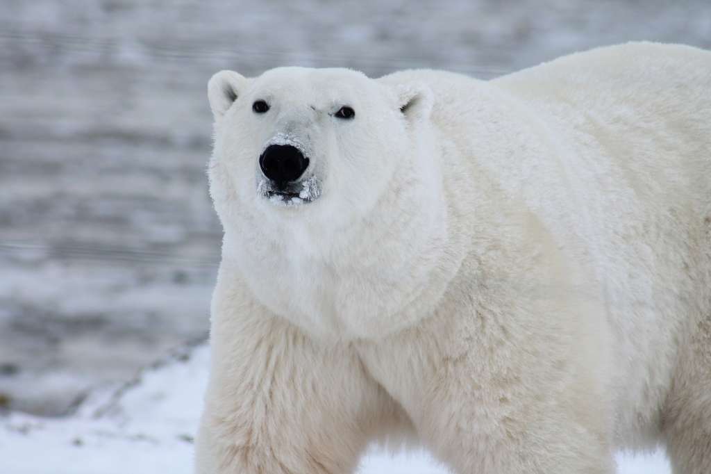 Tanto las fuerzas de seguridad como el Departamento de Pesca y Caza de Alaska están trabajando para viajar a la zona cuando "lo permitan las condiciones climáticas" e investigar el caso.