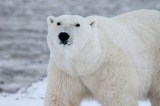 Noticias no tan buenas sobre el mercurio en osos polares y focas del Ártico