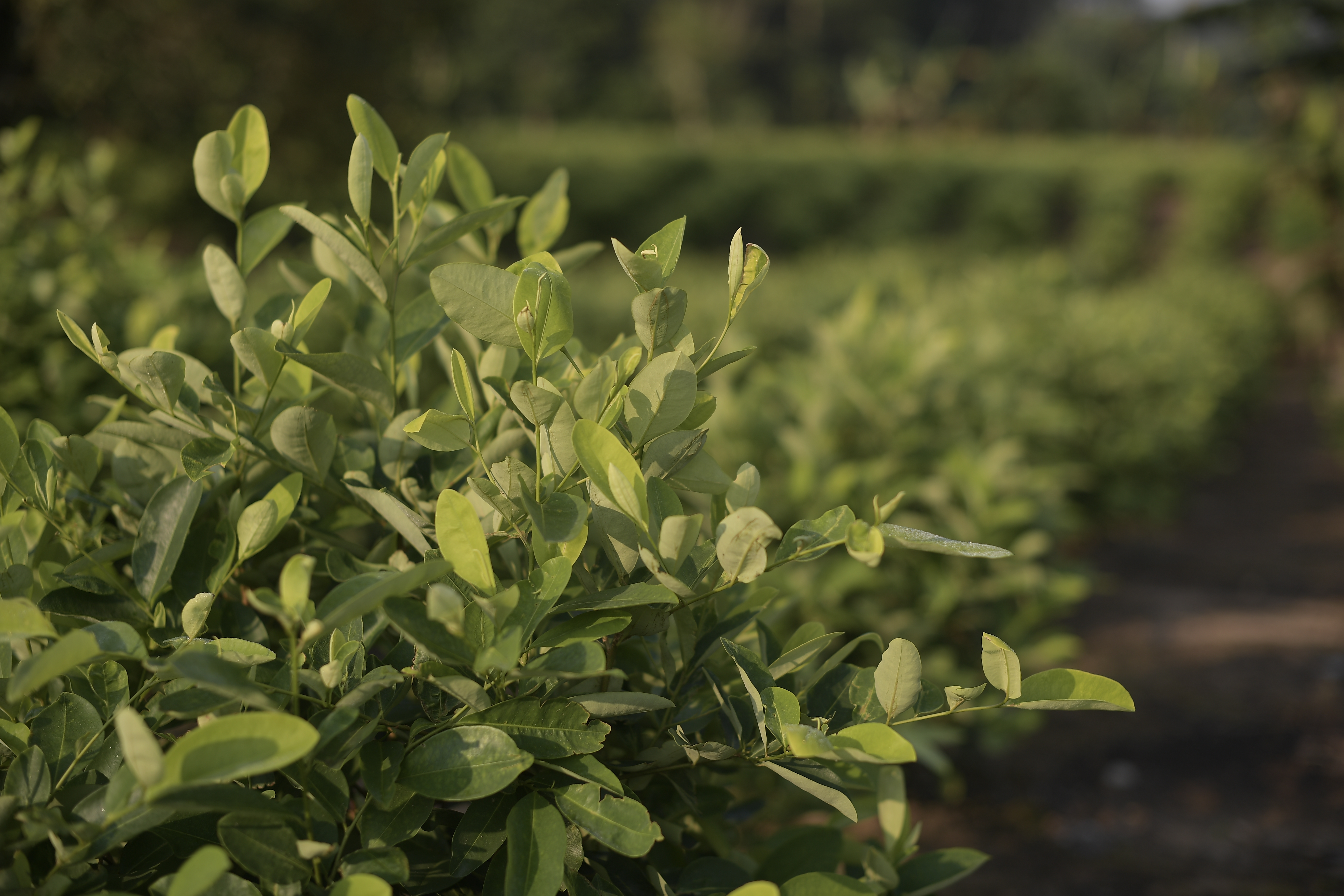 Plantación de hoja de Coca.