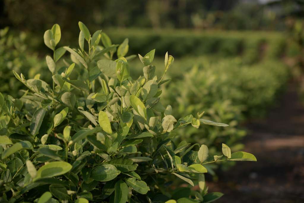 Plantación de hoja de Coca.