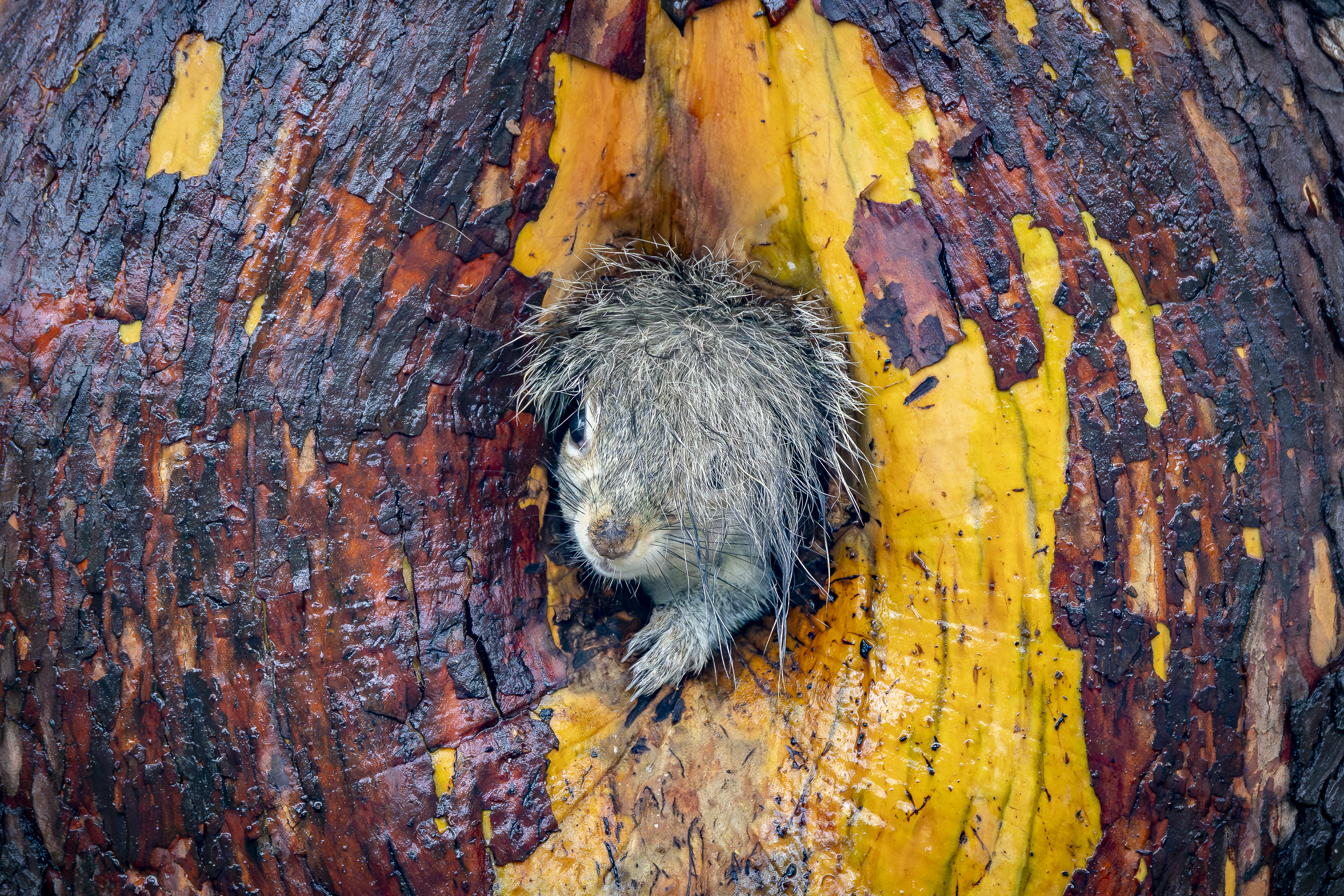 Bad Hair Day, por Christy Grinton.