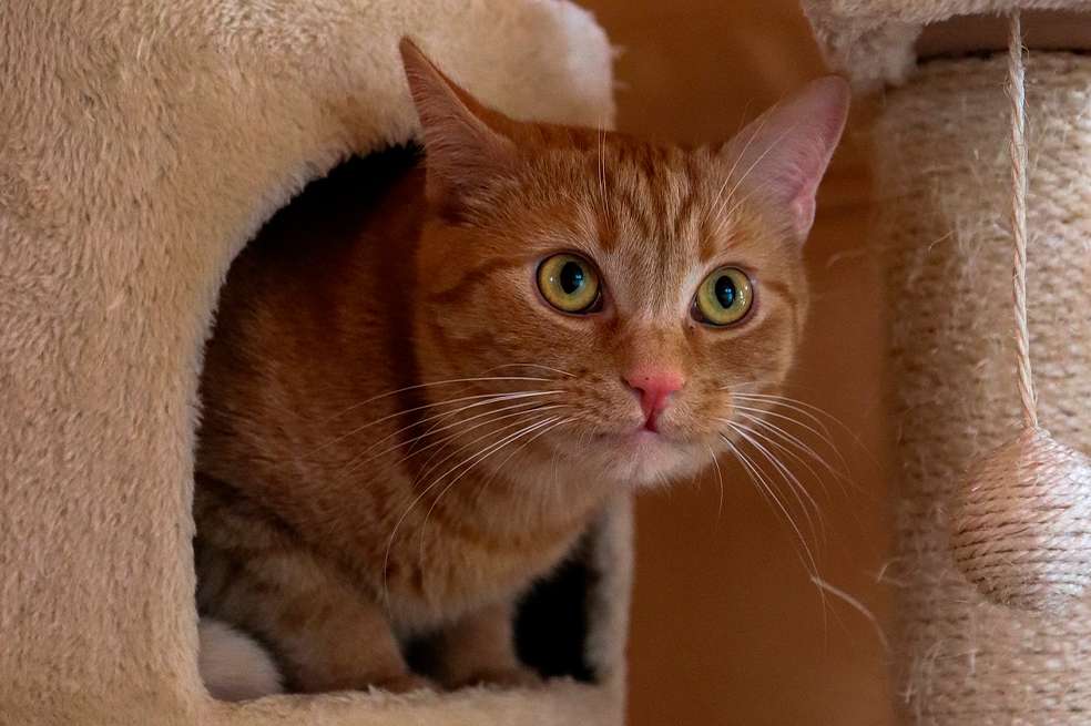 Gatos: la importancia de comprarles un rascador