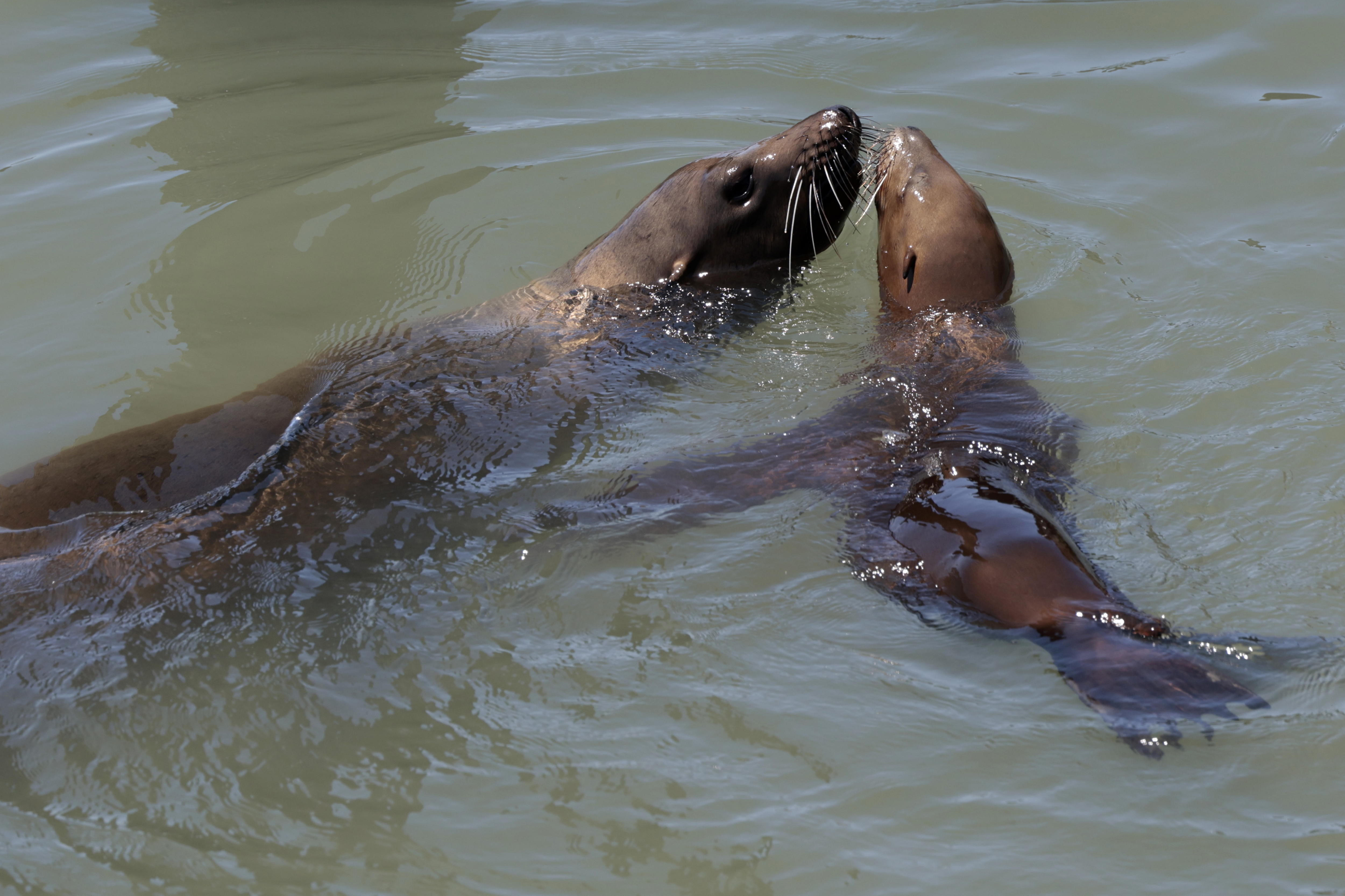 San Francisco (United States), 11/06/2024.- Two California sea lions swim along San Francisco Pier 39'Äôs K dock in San Francisco, California, USA, 11 June 2024. Over 1000 sea lions have return to iconic SF Pier 39, the highest number in 15 years. The sea lions started to arrive in the late 1990 helping boost the tourism and local economy. The Marine Mammal Center'Äôs biologists believe that the sea lions have chosen to hang out at Pier 39'Äôs K-Dock due to plenty of food such as schools of anchovies. EFE/EPA/JOHN G. MABANGLO