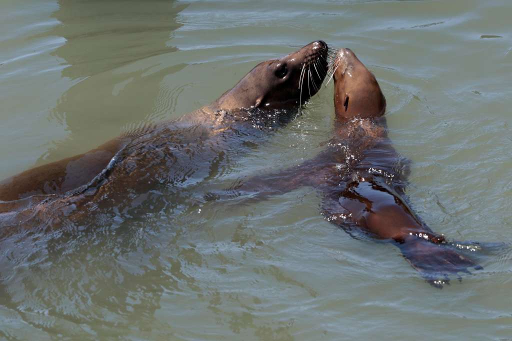 San Francisco (United States), 11/06/2024.- Two California sea lions swim along San Francisco Pier 39'Äôs K dock in San Francisco, California, USA, 11 June 2024. Over 1000 sea lions have return to iconic SF Pier 39, the highest number in 15 years. The sea lions started to arrive in the late 1990 helping boost the tourism and local economy. The Marine Mammal Center'Äôs biologists believe that the sea lions have chosen to hang out at Pier 39'Äôs K-Dock due to plenty of food such as schools of anchovies. EFE/EPA/JOHN G. MABANGLO
