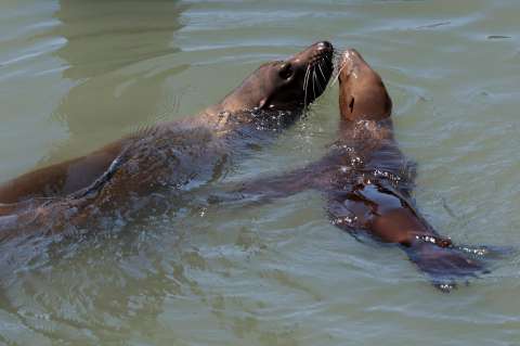 Alertan intoxicación de cientos de leones marinos en las costas de EE. UU.