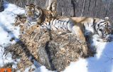 Gripe aviar acaba con la vida de tigres, pumas y otros felinos en Washington