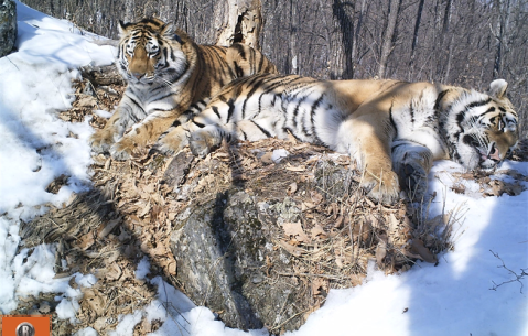 La historia de “amor” de estos dos tigres simboliza una esperanza para su especie