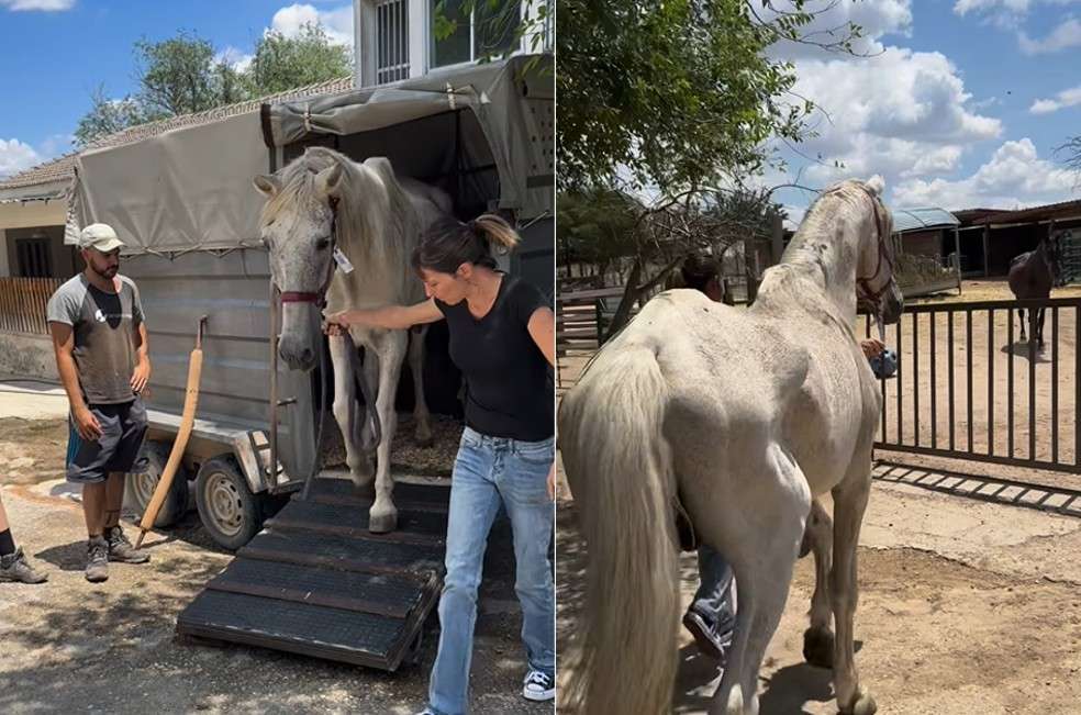 Leño, caballo abandonado, conmueve a todos por su reacción al llegar a un refugio