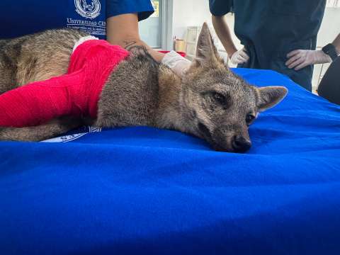 Atropellan a zorro perro: fue operado y estará cinco meses en observación
