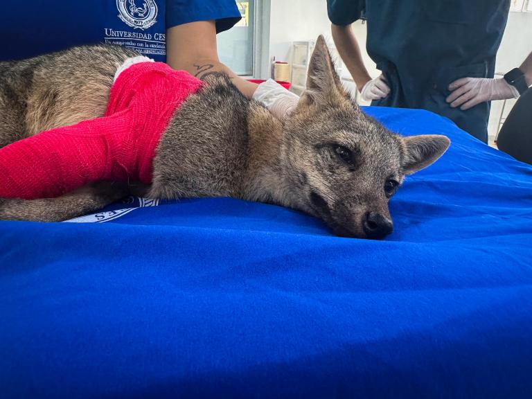 Atropellan a zorro perro: fue operado y estará cinco meses en observación