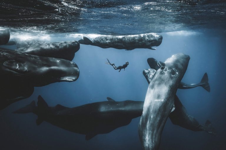 “Desde pequeño me han gustado las ballenas, así que estaba muy emocionado por tener la oportunidad de nadar con cachalotes por primera vez en mi vida”, dice Barats. “Tuve mucha suerte en mi primer día en el mar. Vimos 15 ballenas socializando durante unos 45 minutos. El mar estaba agitado, pero cuando ves algo así, te olvidas rápidamente de las condiciones. Éramos tres en el agua, dispersos debido a la acción. Las ballenas comenzaron a alejarse cuando de repente vi a mi compañero buceando a lo libre desde lejos. Logré tomar una foto de él rodeado de ballenas”.