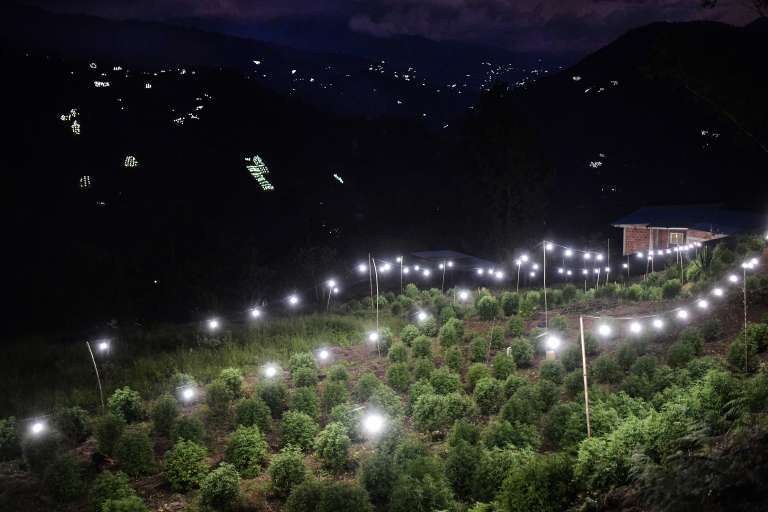 Así se mueve el negocio de la marihuana en el Norte del Cauca