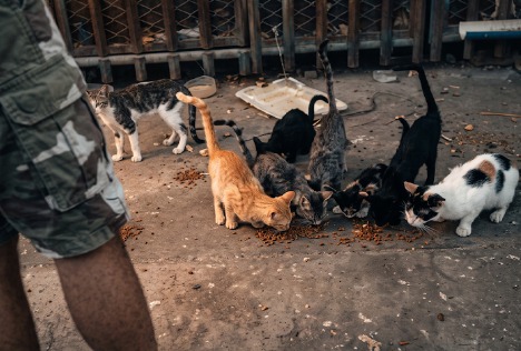 Denuncian abandono de más de 100 gatos en polideportivo de Santa Marta y piden ayuda