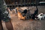 Denuncian abandono de más de 100 gatos en Polideportivo de Santa Marta y piden ayuda