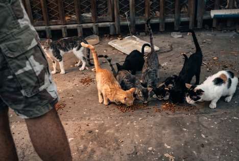 Denuncian abandono de más de 100 gatos en Polideportivo de Santa Marta y piden ayuda