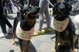 Jornada de movilización por la protección de los animales en Bogotá