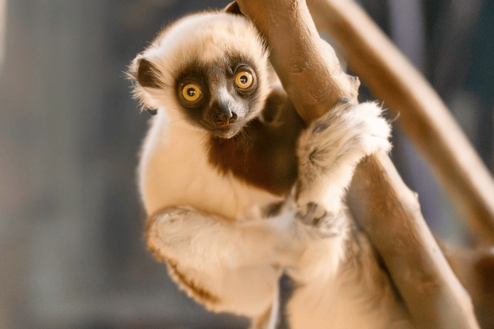 Lémur sifaka de Coquerel.