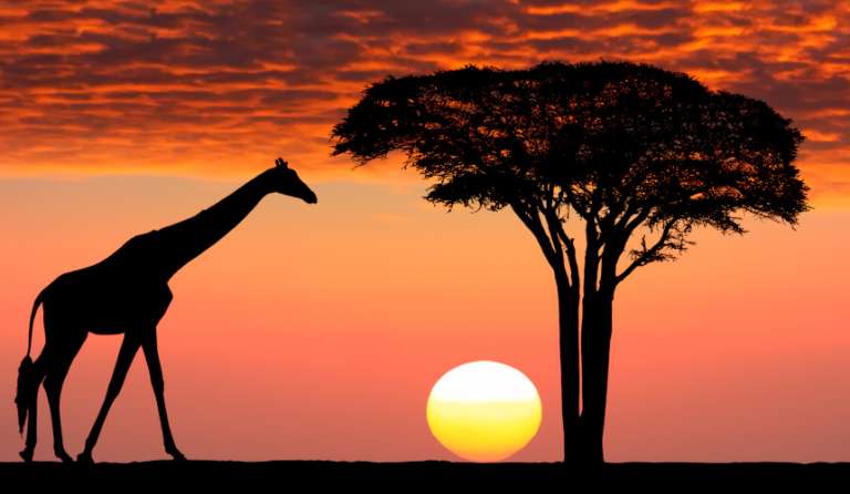 7. Kenia, la magia crepuscular de la sabana: la luz del ocaso en la sabana africana es otro espectáculo de la naturaleza digno de ver. Los atardeceres de Kenia no solo destacan por la viveza de los colores, sino también por la magia, el misticismo y el romanticismo que desprenden.
Además, bajo la luz crepuscular de la sabana africana es posible contemplar jirafas, elefantes, impalas e, incluso, leones que campan a sus anchas sintiéndose los verdaderos reyes del paisaje keniata.