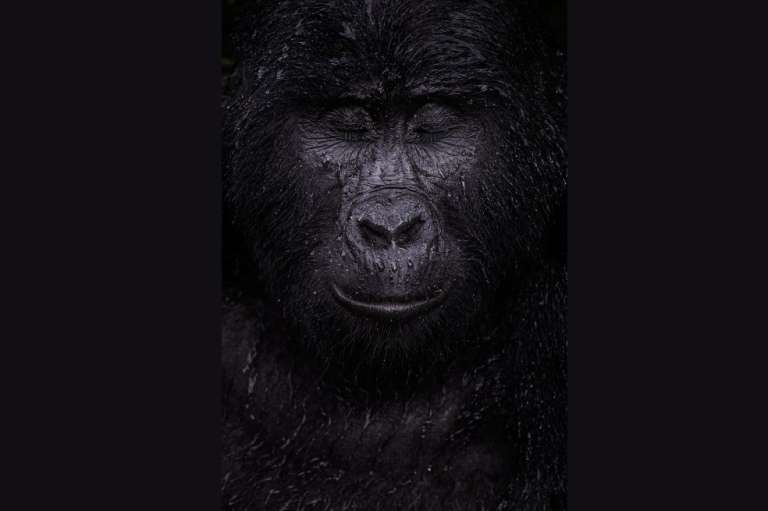 Categoría retrato animal: Majed Ali, de Kuwait, captura el momento en que un gorila de montaña cierra los ojos bajo la lluvia. Kibande es un gorila de montaña de casi 40 años.